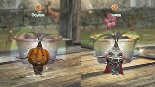 どやこやハロウィンセット.jpg